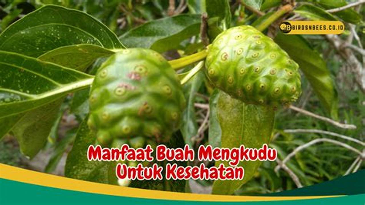 Temukan Beberapa Manfaat Buah Mengkudu, Salah Satunya untuk Diabetes