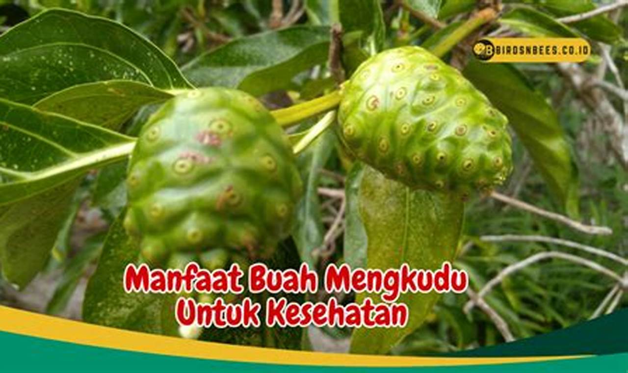 Temukan Beberapa Manfaat Buah Mengkudu, Salah Satunya untuk Diabetes