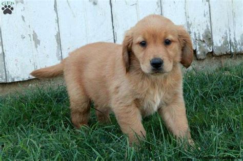 simone neumann golden retriever