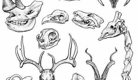 Animal skull drawing draw art tattoo simple illustration | Ilustração