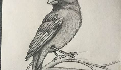 Simple Pencil Drawing Images Of Birds Bird Sketch Easy At Explore