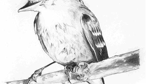 Simple Pencil Drawing Pictures Of Birds My Cardinal Bird s, s Animals