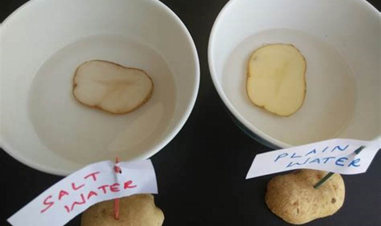 simple science experiment osmosis with potato slices