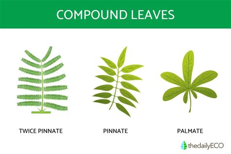 simple and compound leaf examples