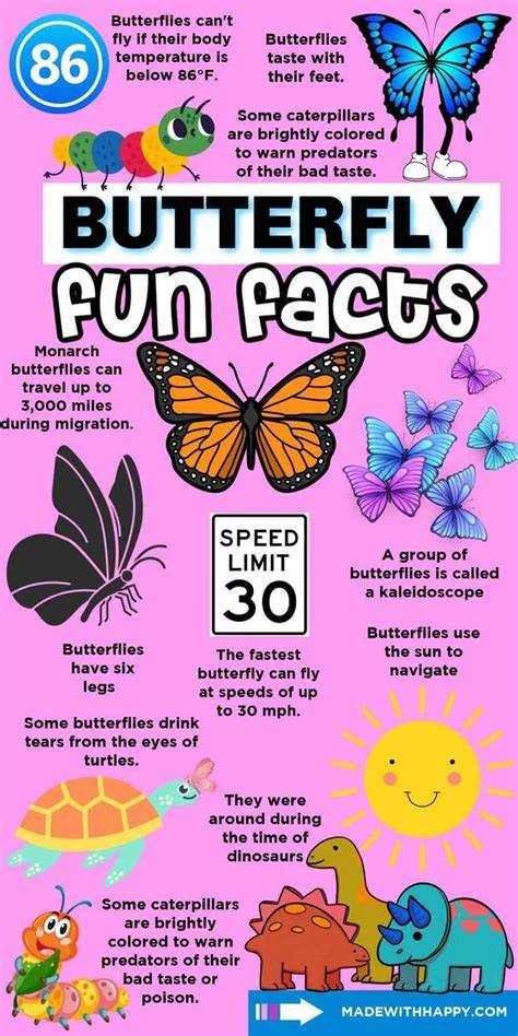 simple butterfly facts