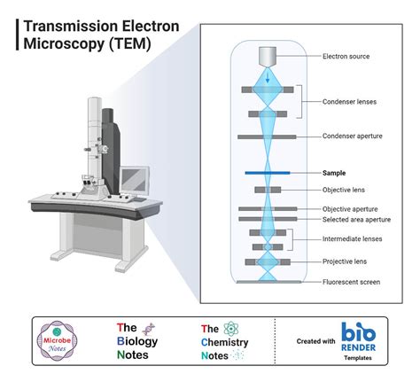 Simple Definition Of Transmission Electron Microscope