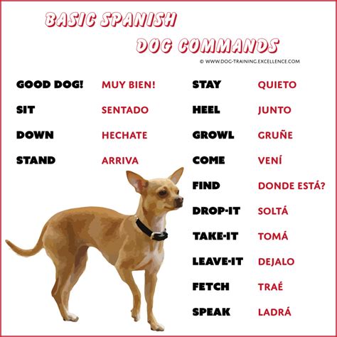 Simple Dog Commands In Spanish