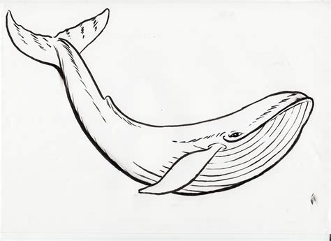 simple drawing of whale
