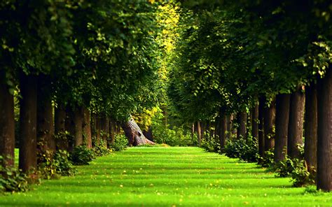 Get Lost in the Beauty of Nature with these Stunning Simple Forest Backgrounds