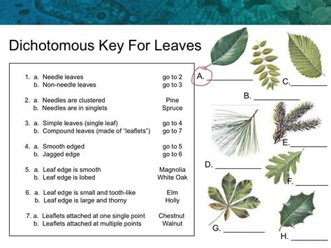 Simple Leaf Taxonomic Key Printable