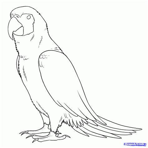  Simple Parrot Drawing Template