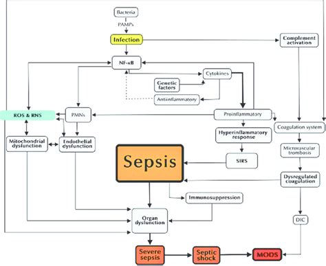 simple pathophysiology of sepsis