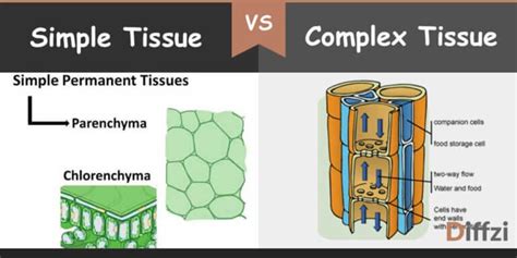 simple vs complex tissues
