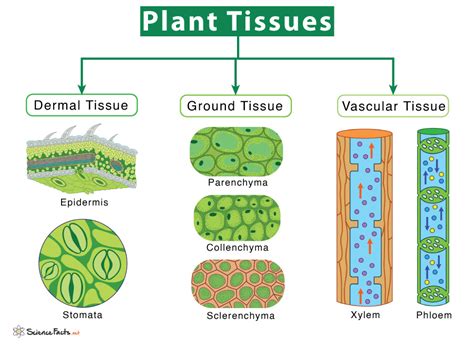 simple vs complex tissues in plants