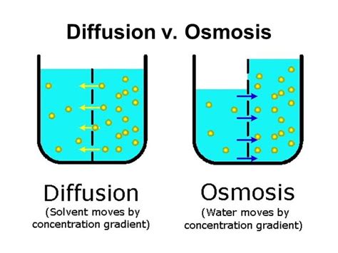 simple vs facilitated diffusion vs osmosis