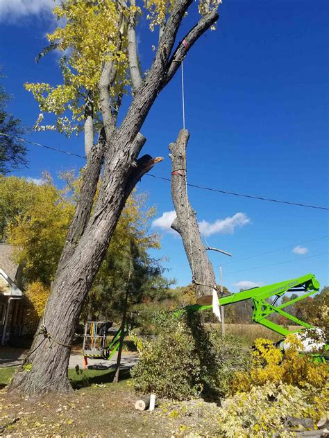 simpson and sons tree service