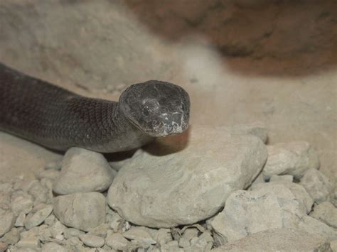 sinai desert cobra