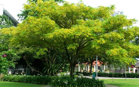 Singapore Native Trees