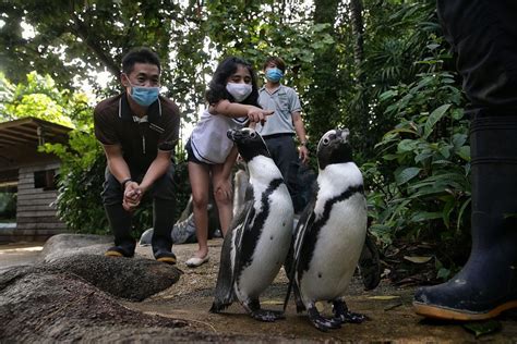 singapore zoo adopt an animal