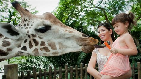 singapore zoo adventure tour