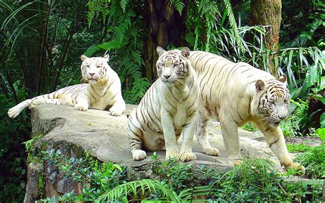 singapore zoo animal list