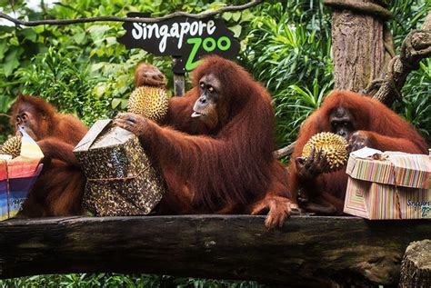 singapore zoo contact number