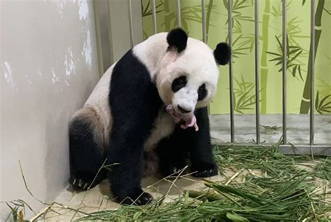 singapore zoo panda baby