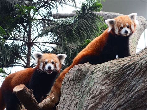 singapore zoo red panda