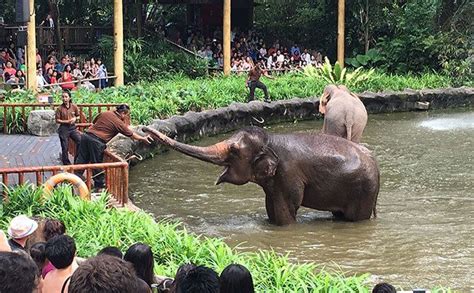 singapore zoo show timing