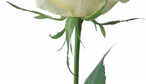 White Roses PNG Image - PurePNG | Free transparent CC0 PNG Image Library