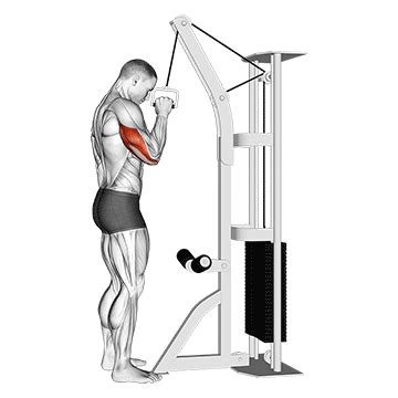Cable Standing One Arm Tricep Pushdown (Overhand Grip) Home Gym Review