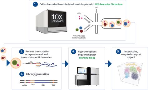 single nuclei sequencing 10x