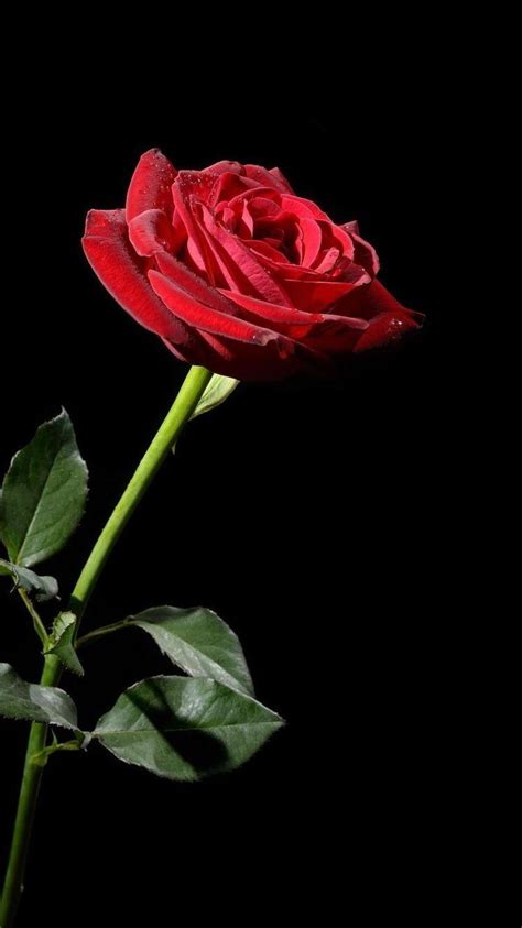 Single Rose Wallpaper Iphone