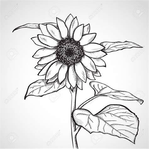 Single Sunflower Drawing by William Beauchamp