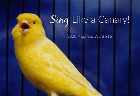 sings like a canary