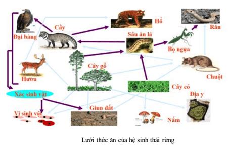 sinh học 9 bài 50