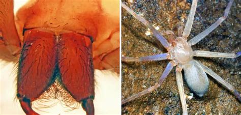 Laba-laba Sinopoda Scurion