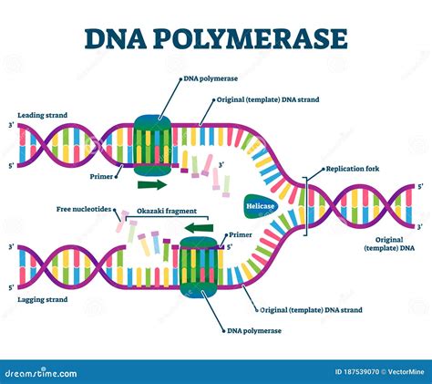 Sintesis DNA