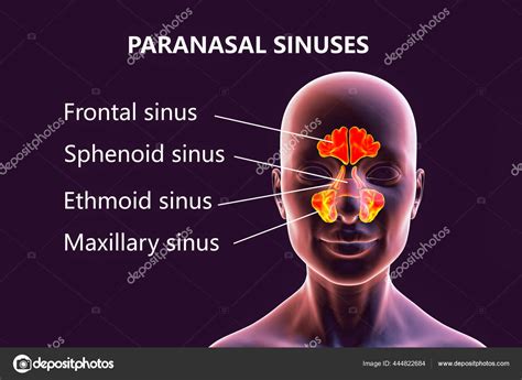 sinus & nasal institute of florida