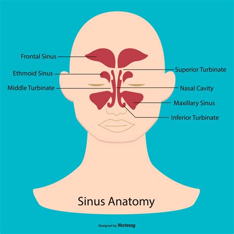 sinus meaning in anatomy