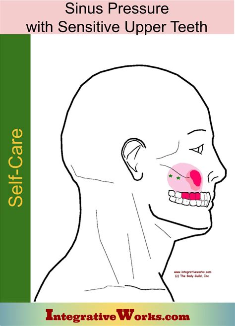 Sinus Pressure Relief Teeth