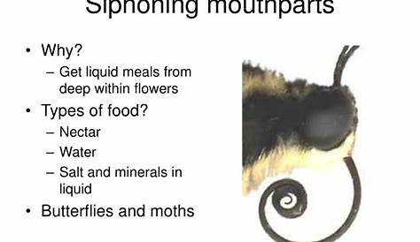 PPT Insect Mouthparts PowerPoint Presentation ID1193477