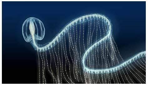 Siphonophorae Facts Siphonophore Stock Image C002/2588 Science Photo Library