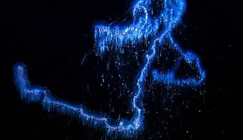 A Siphonophore A Colonial Animal Of The Deep Sea Which Can Clone