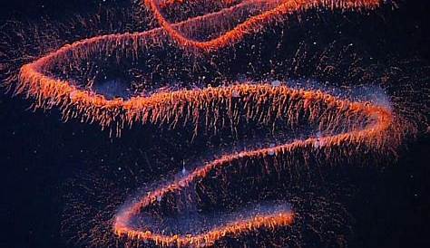 Siphonophore Colony A Journey Across The Galaxy A Of Stinging