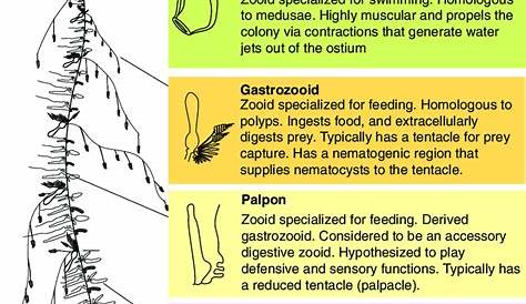 Three Typical Siphonophore Body Plans A Long Stemmed Cystonect