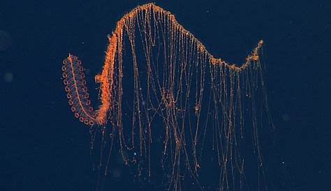 Up Close With A Siphonophore A Colonial Organism Nautilus Live