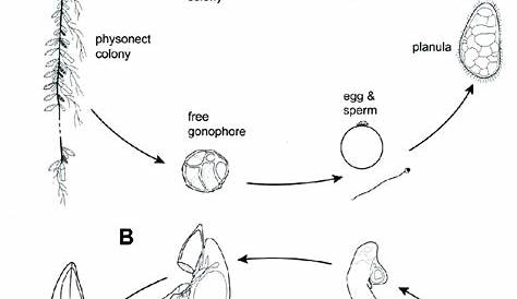 Siphonophore Life Cycle s