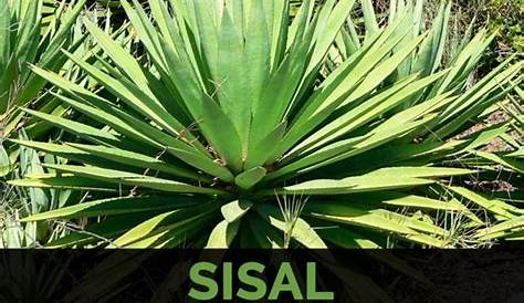 Sisal Plant In Hindi Types Of Rope Natural Ropes Nautical Science Grade 10