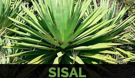 Pianta del sisal fotografia stock. Immagine di fibra